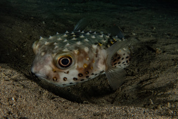 Obraz premium Fish swim in the Red Sea, colorful fish, Eilat Israel