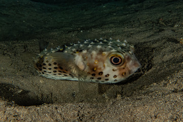 Fish swim in the Red Sea, colorful fish, Eilat Israel