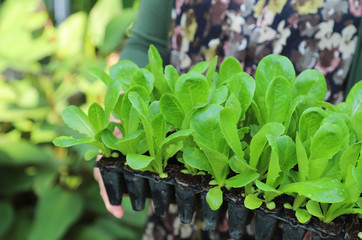 Closeup of cos vegetable sprouts in the rack carrying  by woman's hands with natural background