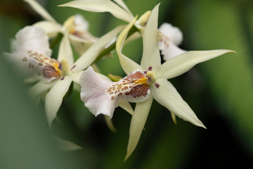 Fototapeta premium 珍しいユニークなランの花