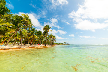 Palm trees and clear water in Bois Jolan beach in Guadeloupe