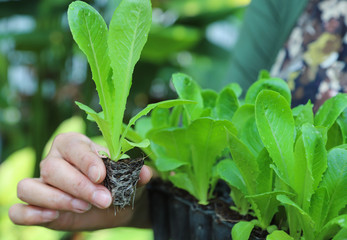 Closeup of cos vegetable sprout showing by woman's hand with natural background.