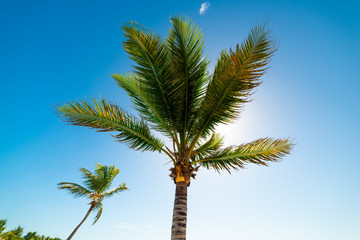 Palm tree under a blue sky in Guadeloupe