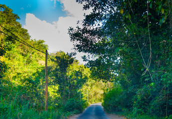 Tall trees by a narrow country road in Guadeloupe