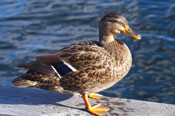 duck green mallard male wildlife hunting water bird nature