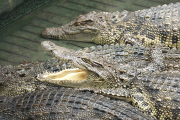 crocodiles in land at the zoo