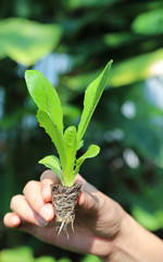 Closeup of cos vegetable sprout showing by woman's hand with natural background. Vertical view.