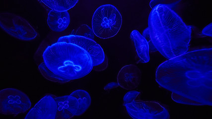 beautiful fabulous jellyfish in an aquarium with colorful lights on black background