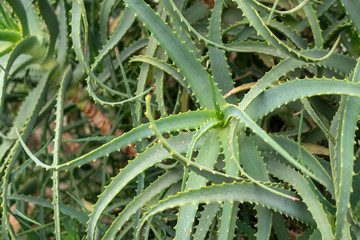 Aloe close-up. Plant background