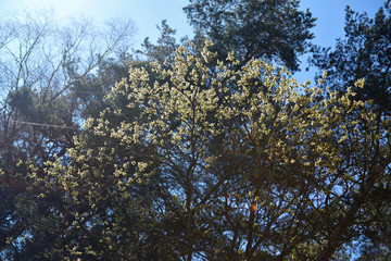 Blooming willow in spring