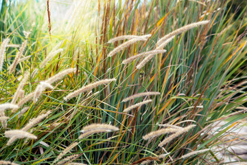 Floral background. Stalks and spikelets of autumn grass, Miscanthus