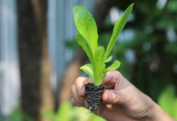 Closeup of cos vegetable sprout showing by woman's hand with natural background.