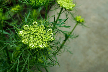 parsley on a wooden background цветы моркови