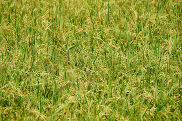 green rice plants have seeds ready to harvest