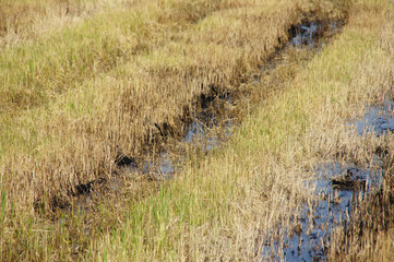 the rice plants that have been harvested are left to dry.