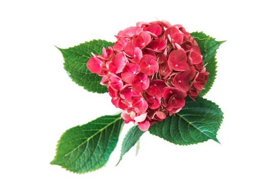 Pink flower of hydrangea isolated on white background.