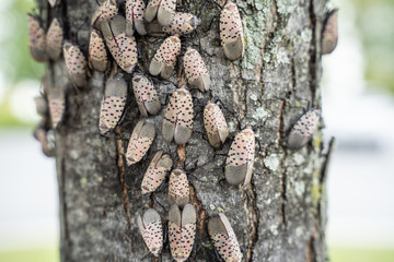 Spotted Lanternflies or lanternfly (Lycorma delicatula) on tree, Berks County, Pennsylvania