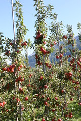 Apfelplantage  in Südtirol