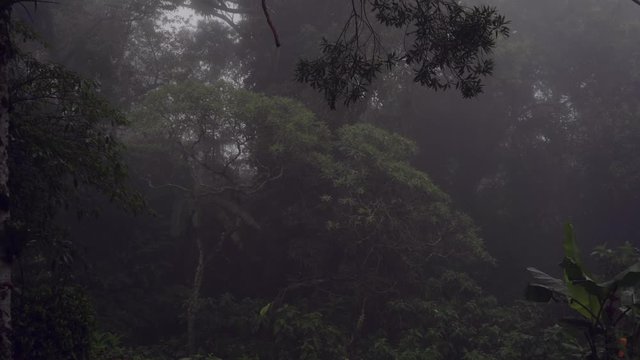 Zooming out of trees in rainforest on foggy, misty day