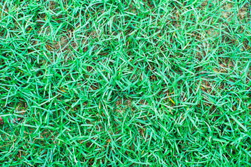 Fresh green nature lawn grass texture background.