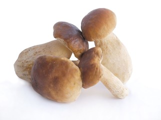very tasty edible mushrooms cepe close up