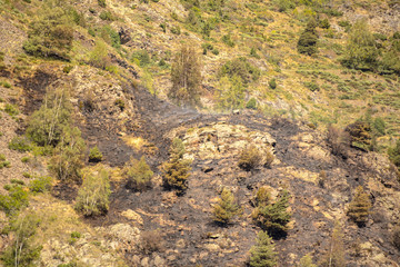 Fototapeta na wymiar Area where there was a fire on the La Costa Mountain in Canillo, Andorra.