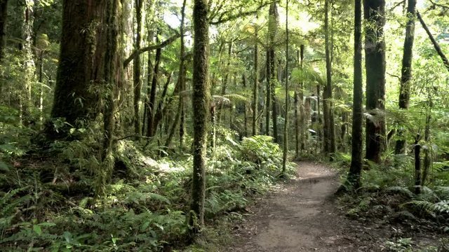 Walk way in Green primeval forest in New Zealand wild nature