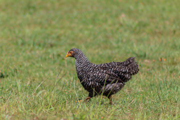 a gray chicken, walking through its enclosure