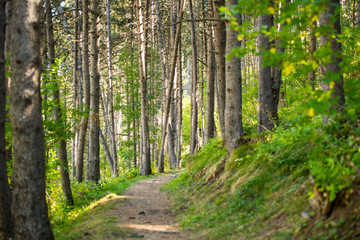 Obraz premium Forest trail zone in Andorra in late summer in the Pyrenees.