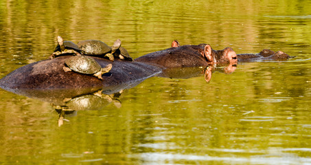 Hippopotamus with tortoises on his back