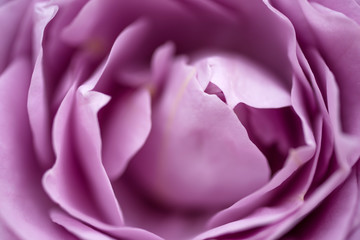 Bouquet of pink roses close up, toned, soft focus. Gentle vintage floral background