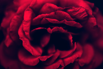 Red rose closeup, soft focus. Texture vintage floral background