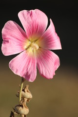 rose trémière © zebeloune22
