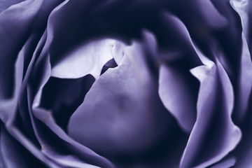 Fioletowy kwiat róży - obrazy, fototapety, plakaty