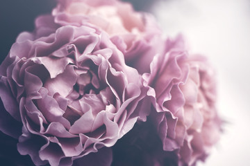 Bouquet of pink roses close up, toned, soft focus. Floral vintage background. 