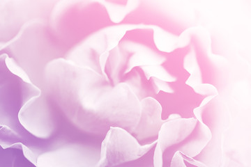 Bouquet of pink roses close up, toned, soft focus.Gentle vintage floral background