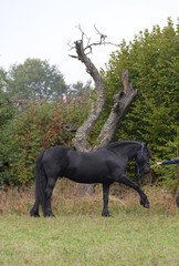 Kompliment. Schwarzes Pferd auf der Wiese