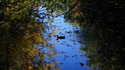 A simple Duck moving through forest reflections on calm waters.
