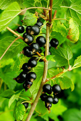 black currant on a bush смородина