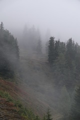 mystical forest on a foggy evening in autumn on the mountains