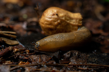close-up of snail in a nutshell