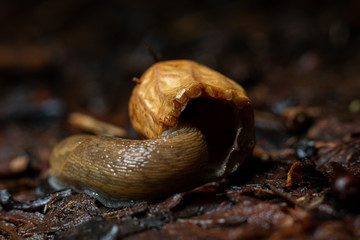 close-up of snail in a nutshell