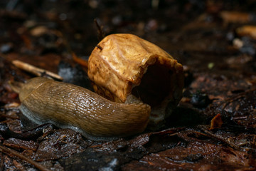 close-up of snail in a nutshell
