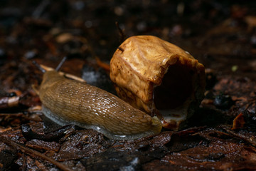 close-up of snail in a nutshell