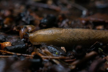 close-up of snail on leaf