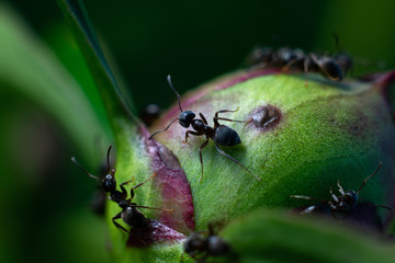 closeup of an ants