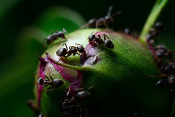 closeup of an ants