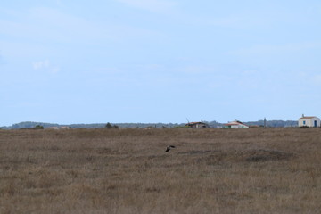 oiseaux sauvages