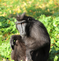 portrait of a mandrill