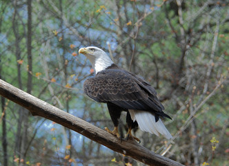 Eagle standing on branch looking out